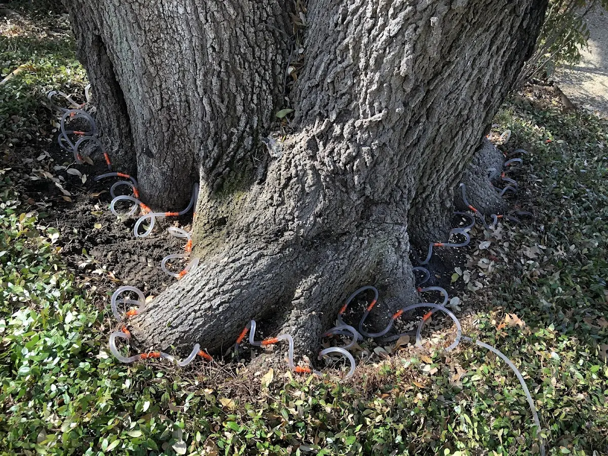 Detailed Tree Cabling and Bracing job site in Branch