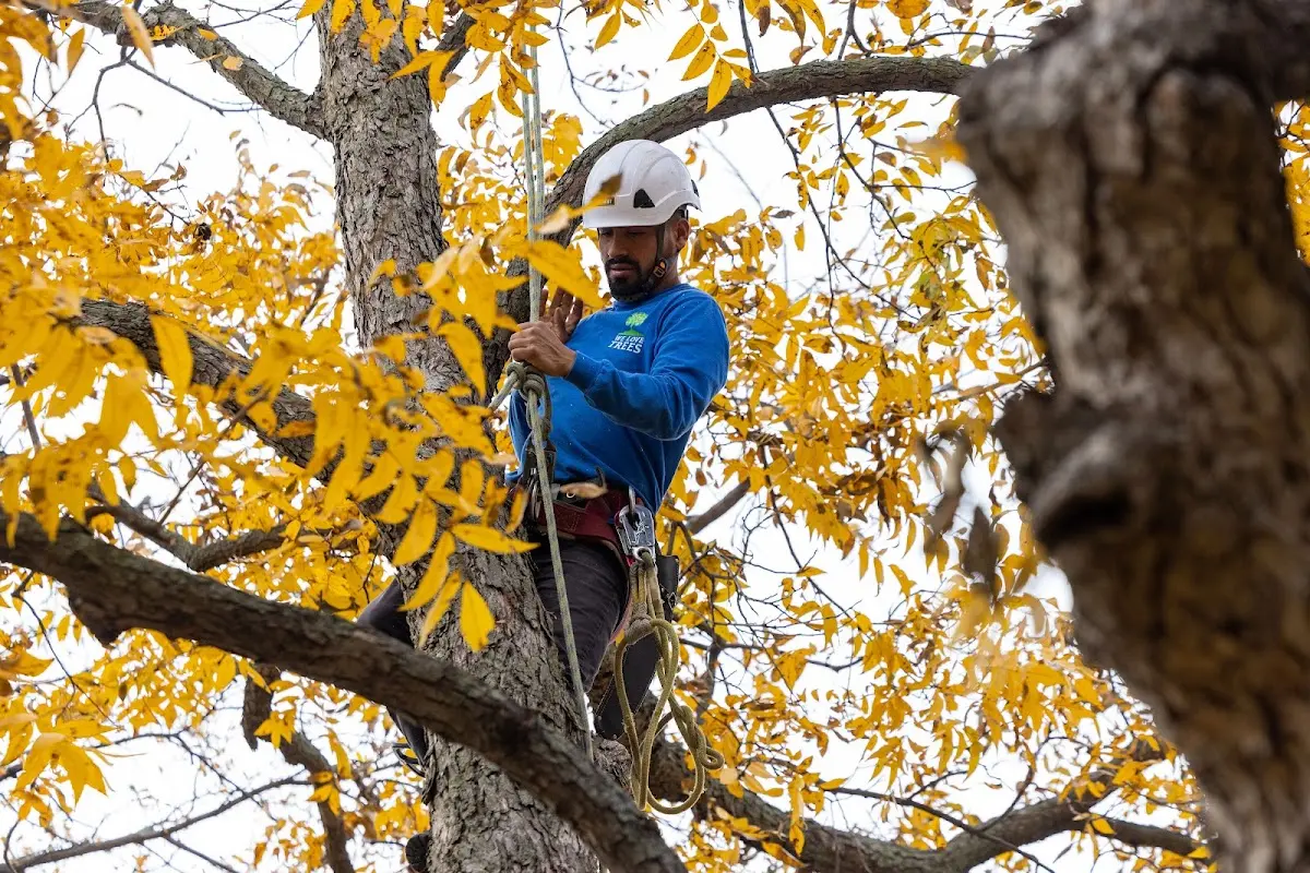Skilled Tree Planing crew working in Branch